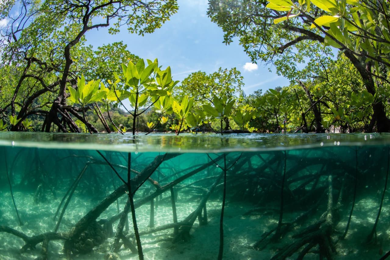 Cairns Koalas and Creatures at the Pier Admission Ticket with 1 Koala Photo - image 5